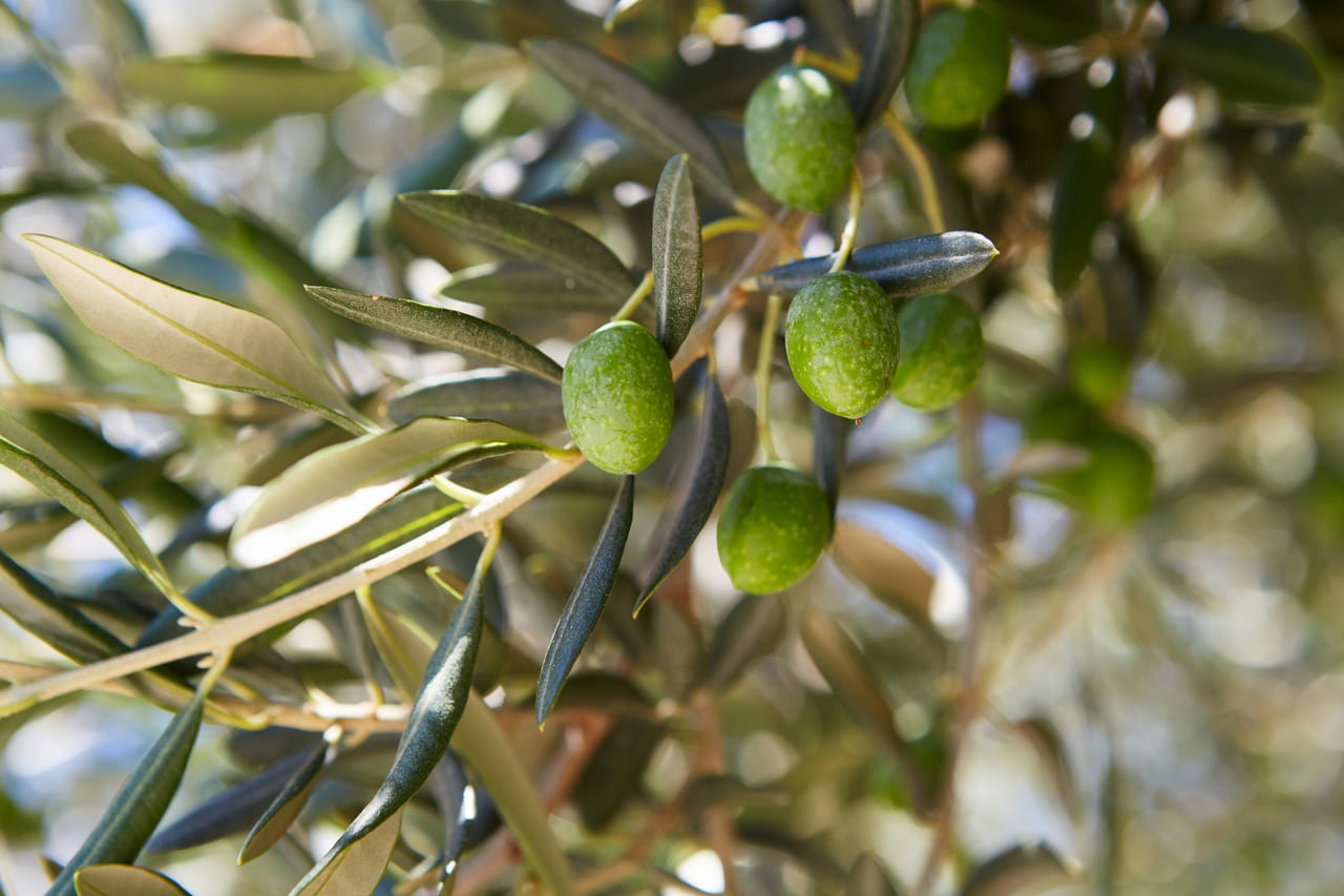 Sunlight filtering through olive branches heavy with fruit
